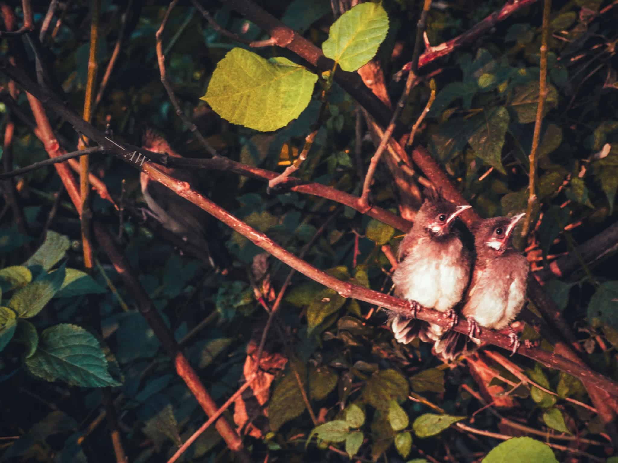 WireBird