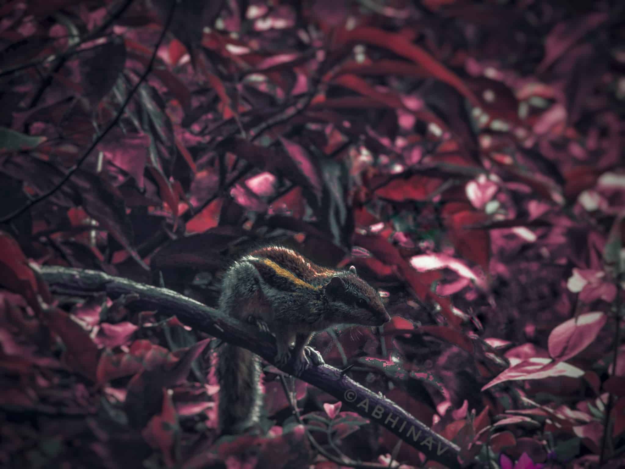 WireBird